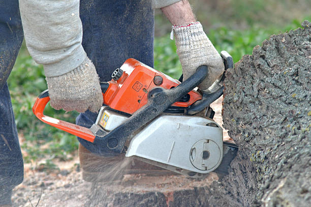 Best Tree Disease Treatment  in Anamosa, IA