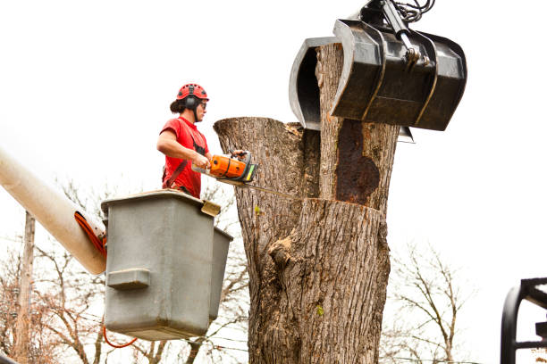 Reliable Anamosa, IA Tree Services Solutions